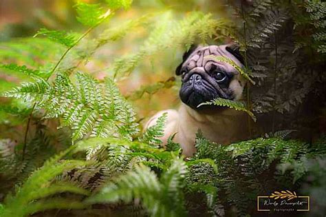 Pin By Sue Marburger On Pugs To Love Pugs Pug Dog Fur Babies