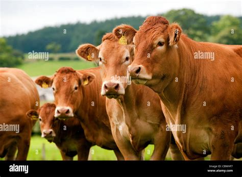 Herd of Limousin beef cattle Stock Photo - Alamy