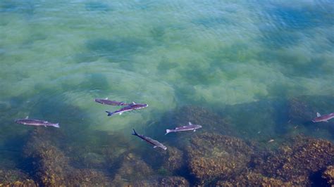 Ikan Yang Berenang Di Samudra Atlantik Adalah Mullet Chelon Mullet