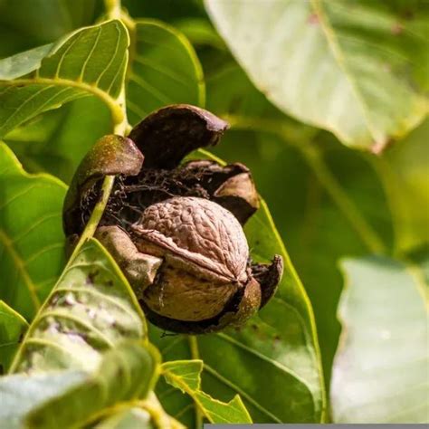 Black Walnut Plants Sapling Trees For Sale Ashridge