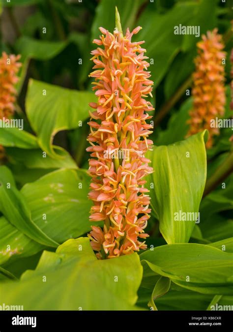 Hedychium Densiflorum Assam Orange Ginger Lily Assam Orange Stock