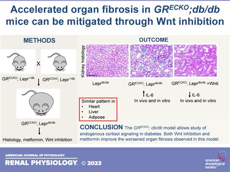 Loss Of Endothelial Glucocorticoid Receptor Accelerates Organ Fibrosis