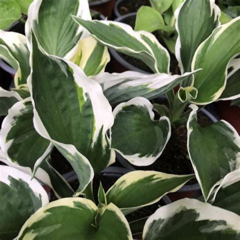 Hosta Patriot Rny Kliliom Florapont