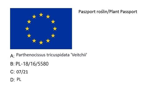 Winobluszcz Trójklapowy VEITCHII