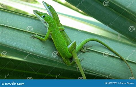 Two Anole Lizards Stock Image Image Of Outdoors Tropics 95357781