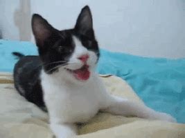 Smiling Cat GIF - Happy Cat Cute - Discover & Share GIFs