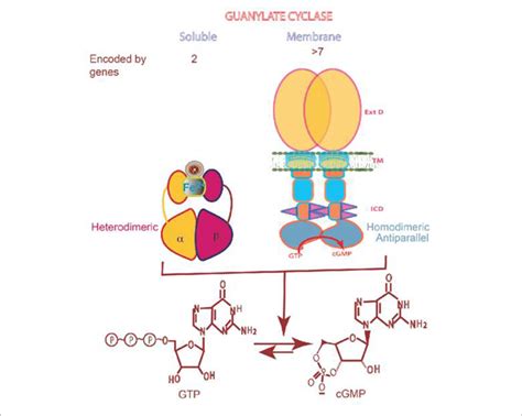 Soluble Vs Membrane Guanylate Cyclase Upper Panel Graphical