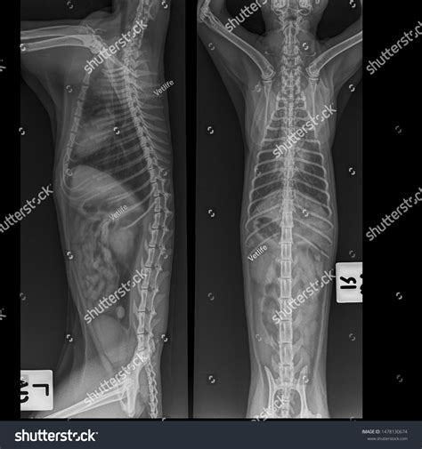 Pneumonia In Cats X Ray Hereafter Online Diary Custom Image Library