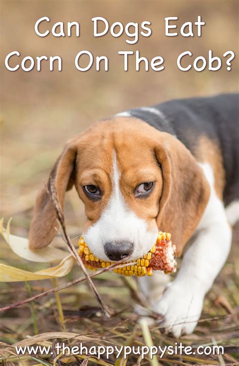 Can Dogs Eat Corn | keenecmp