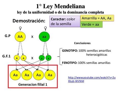 Genetica Mendeliana