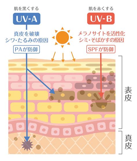 夏の日焼けは恐ろしい？！日焼け後の応急処置って？ モラタメビューティー