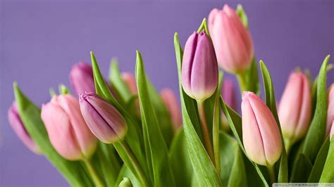 1920X1080 Tulips Wallpapers - Top Free 1920X1080 Tulips Backgrounds - WallpaperAccess