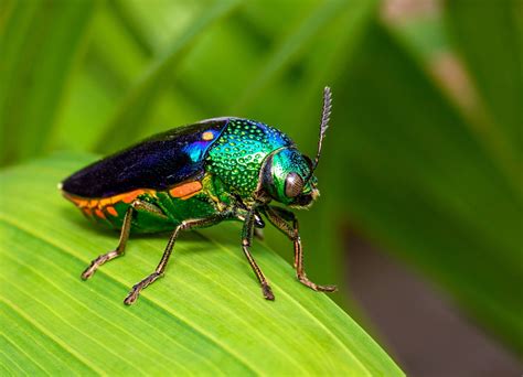 How Did Jewel Beetles’ Visual Systems Evolve