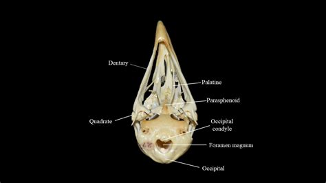 Pigeon skull | Atlas of Comparative Vertebrate Anatomy