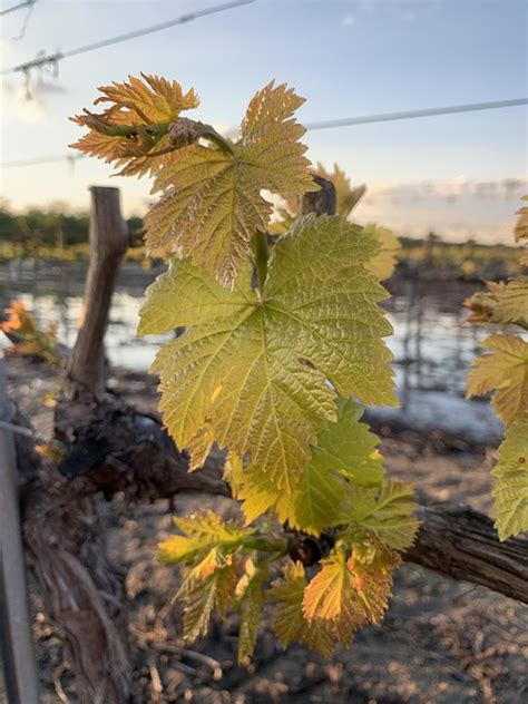 Paysage Vigne Les Terres Agricoles Photo Gratuite Sur Pixabay