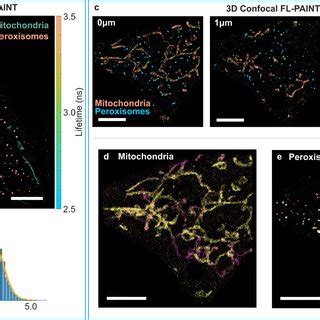 Multiplexed Fl Paint Imaging Of A Fixed Cell A Stack Of Dna Paint