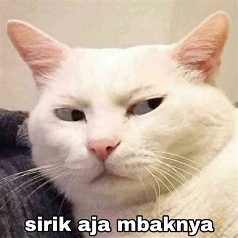 84 Foto Kucing Meme Polosan