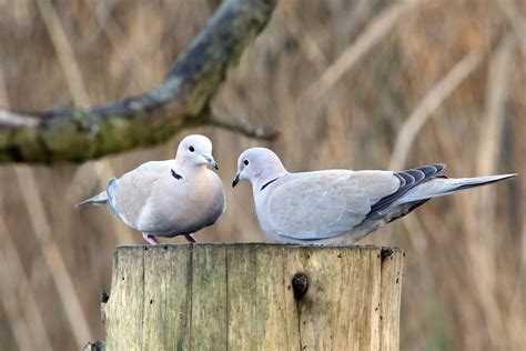 Collared Dove