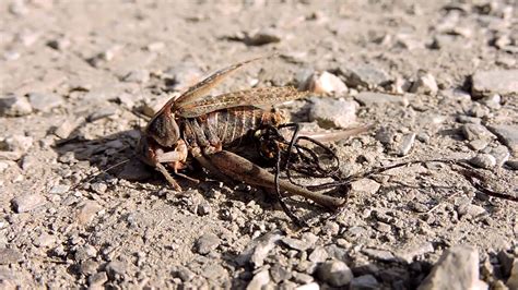 Grasshopper Infected With Parasitic Worm Youtube