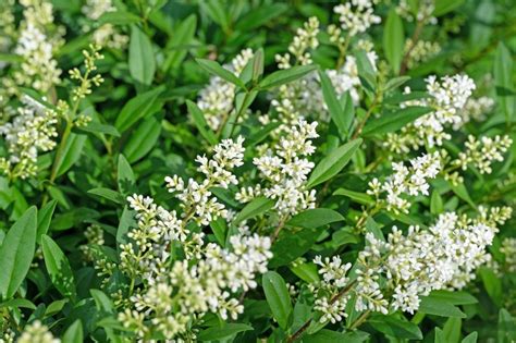 Wild Privet Hedging Plants Ligustrum Vulgare Harrod Outdoors