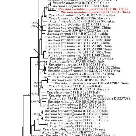 The NrITS Phylogenetic Tree Obtained From The Bayesian Analysis