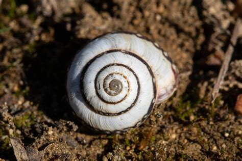 Cernuella Virgata Striped Snail Hygromiidae Stonepit Flickr