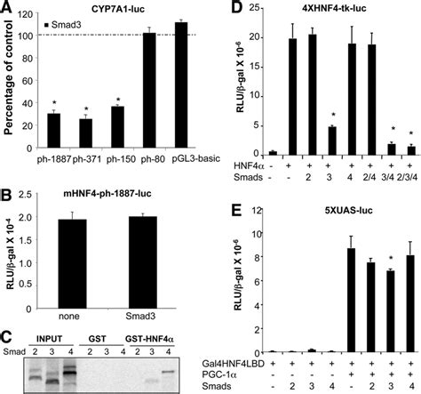 Smad Interacts With Hnf To Inhibit Cyp A A Human Cyp A Promoter