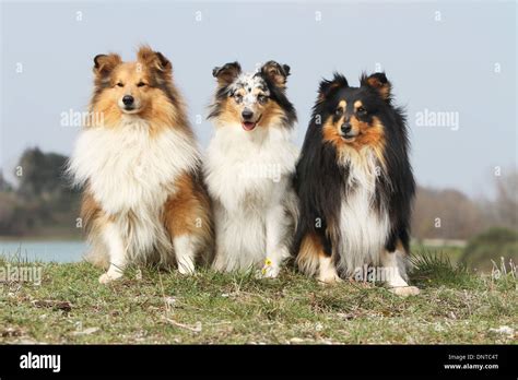 Dog Shetland Sheepdog Sheltie Three Adults Different Colors Stock