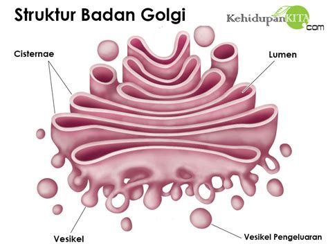 Fungsi Dan Struktur Lisosom And Badan Golgi