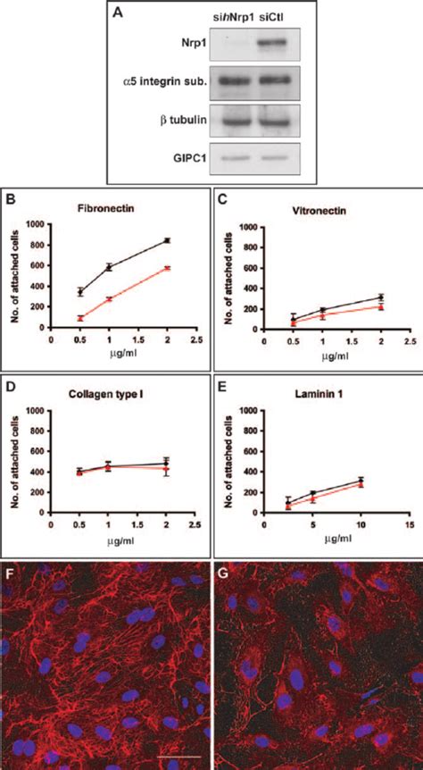 Nrp1 Is Required For Ec Adhesion To Fn And Fn Fibrillogenesis A