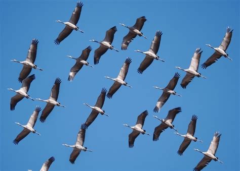 Les Grues Cendr Es Passent Au Dessus De La R Gion Occitanie Lpo Occitanie