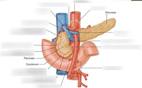 Diagram Of Duodenum And Pancreas Vasculature Quizlet