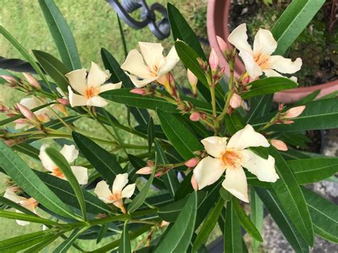 Wundersch Ne Grosse Oleander Kaufen Auf Ricardo