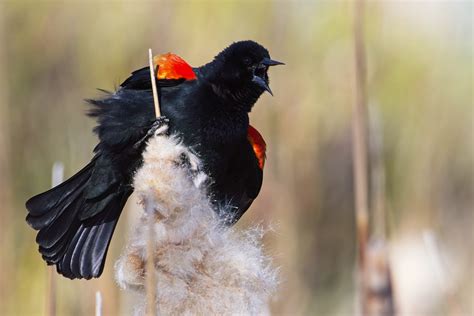 Become A Member East Cascades Audubon Society