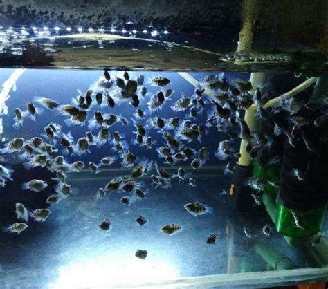 飼養觀賞魚屢次失敗的魚友，把這種小型魚繁殖到爆缸！ 每日頭條