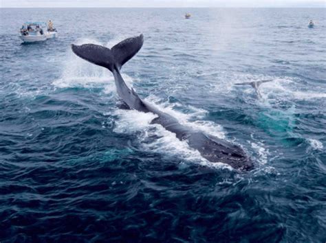 Comienza Temporada De Observaci N Ballenas Jorobadas Ensegundos Do