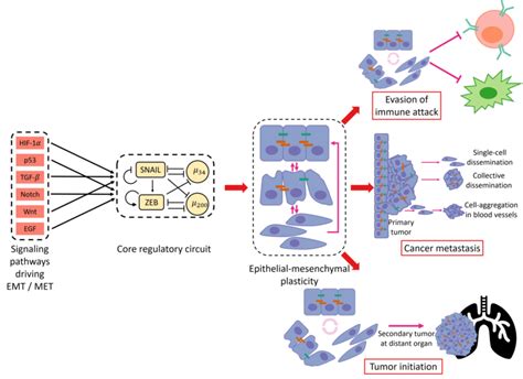 An Overview Of Epithelial Mesenchymal Plasticity Causes And Download Scientific Diagram