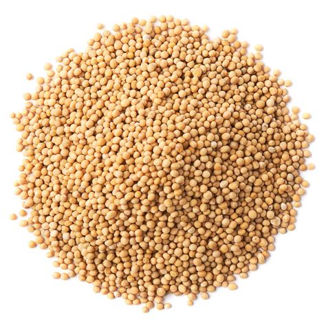 Organic Yellow Mustard Seeds – ARIZTIA ROSSO LTDA