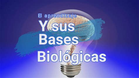 Neurociencias Bases Biológicas del Aprendizaje YouTube