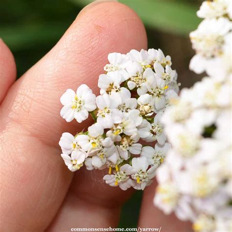 yarrow  plant doctor   yard  garden