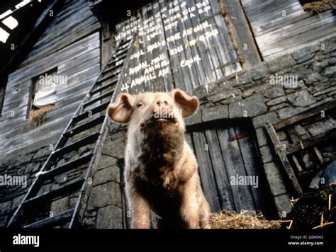 SNOWBALL, ANIMAL FARM, 1999 Stock Photo - Alamy