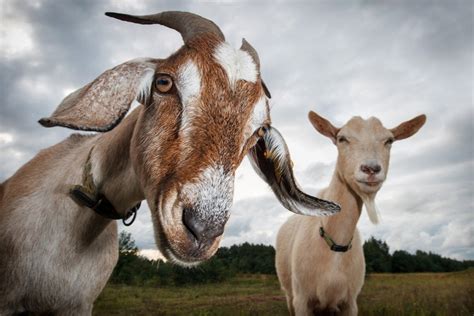 Nude Ogroman Broj Koza Na Poklon
