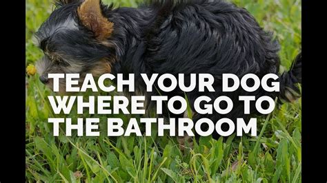 Teach Your Dog Where To Go To The Bathroom Youtube