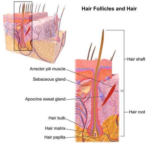 What Is The Difference Between Hair Follicle And Hair Root Pediaa Com