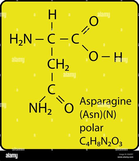 Asparagine Structure