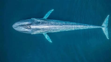 Best Places For Blue Whale Watching In Sri Lanka