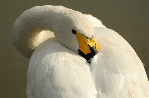 Beswick Swan Moggie67 Flickr