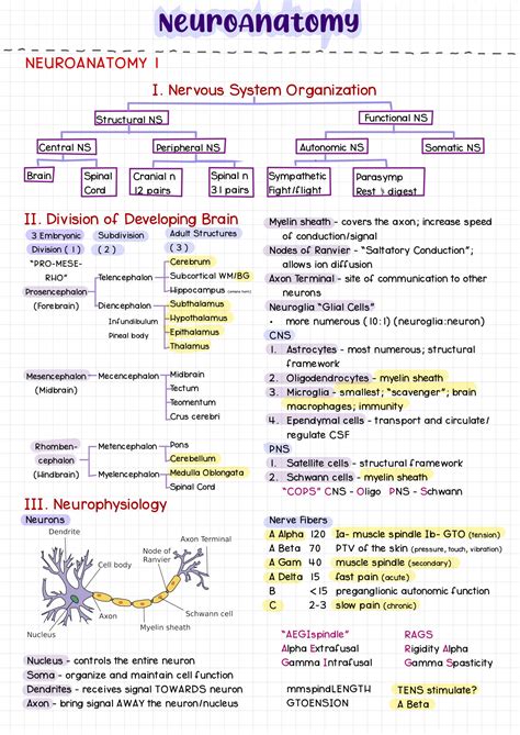 Solution Neuroanatomy Studypool