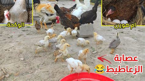 يوميات الدجاج 🐔 تكريك 3 دجاجات بيوم واحد كيف اسوي العش للتكريك Youtube