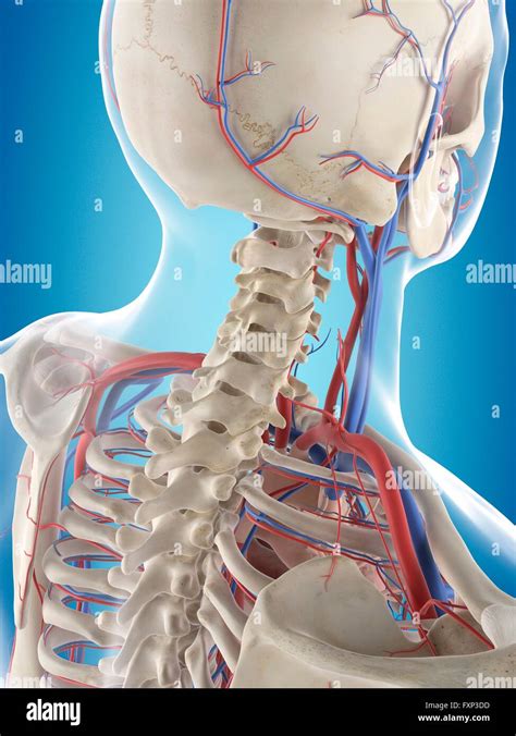 Sistema vascular del cuello humano fotografías e imágenes de alta